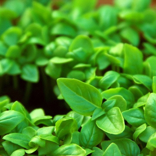 Набор для выращивания 'Aroma Herb' - купить Вазы  по цене 250.0