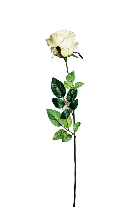 Роза белого цвета