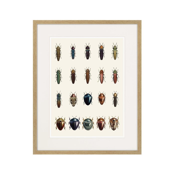 Копия старинной литографии Assorted Beetles №3 1735 г. - купить Картины по цене 3995.0