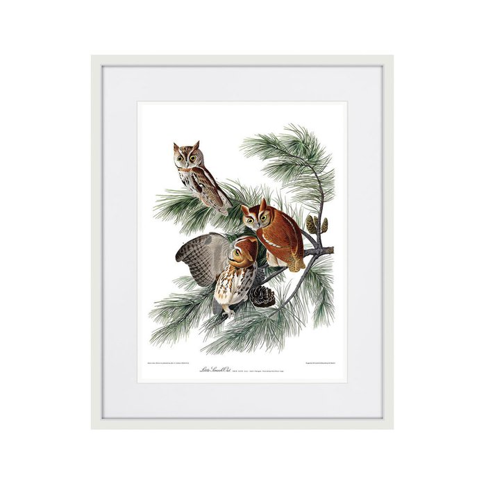 Копия старинной литографии Eastern Screech owl 1845 г. - купить Картины по цене 3995.0 Копия старинной литографии Eastern Screech owl 1845 г. - купить Картины по цене 3995.0