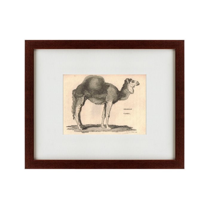 Картина Arabian Camel 1809 г. - купить Картины по цене 4990.0