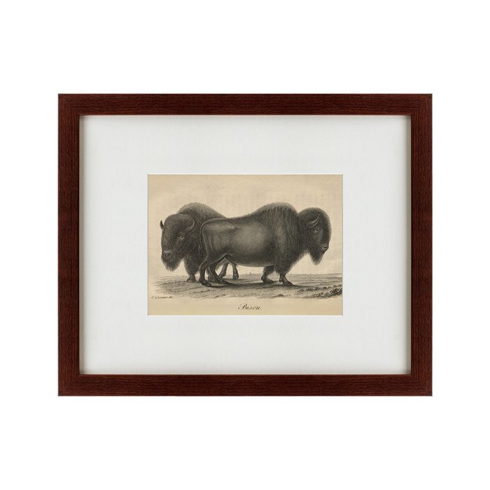 Картина Bison 1828 г.  - купить Картины по цене 4990.0