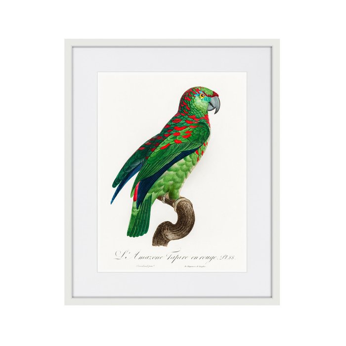Копия старинной литографии Beautiful parrots №4 1872 г. - купить Картины по цене 3995.0