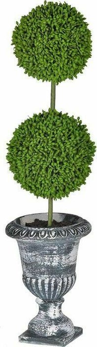 Декоративное растение Самшит двухярусный серо-зеленого цвета