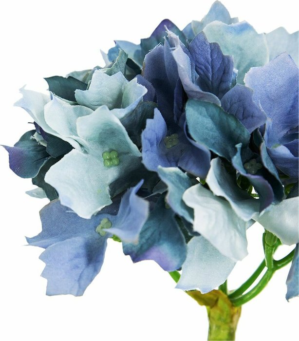 Растение декоративное Гортензия голубого цвета - лучшие Декоративные цветы в INMYROOM
