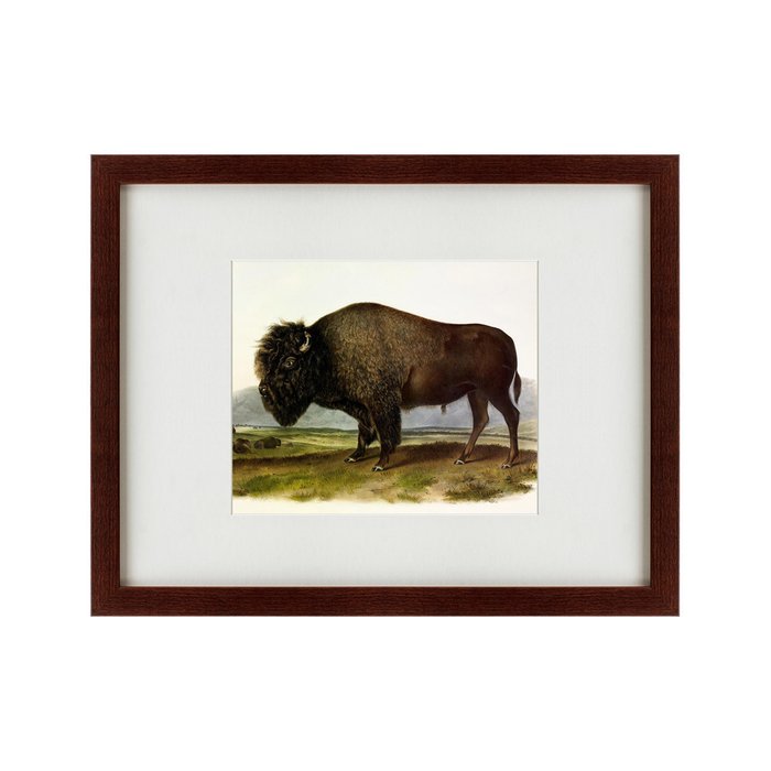 Картина American Bison 1845 г.  - купить Картины по цене 5995.0