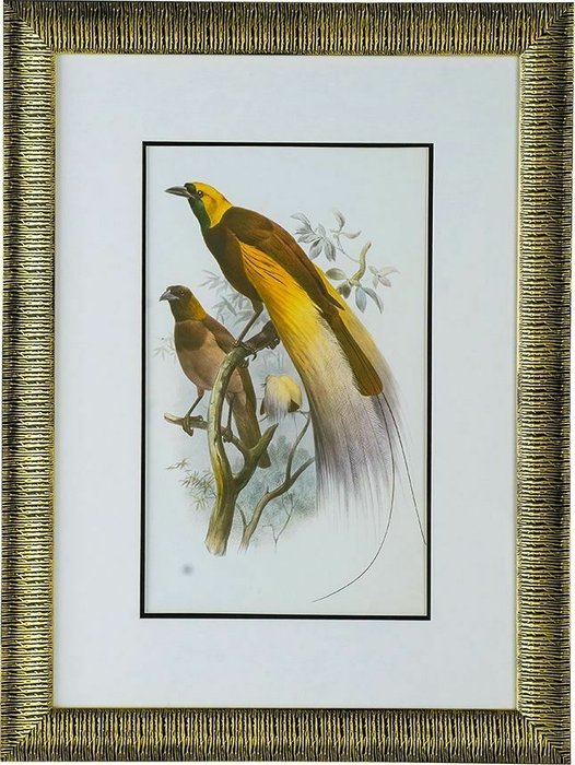 Набор из двух принтов Птицы 60x80 в раме золотого цвета - лучшие Принты в INMYROOM
