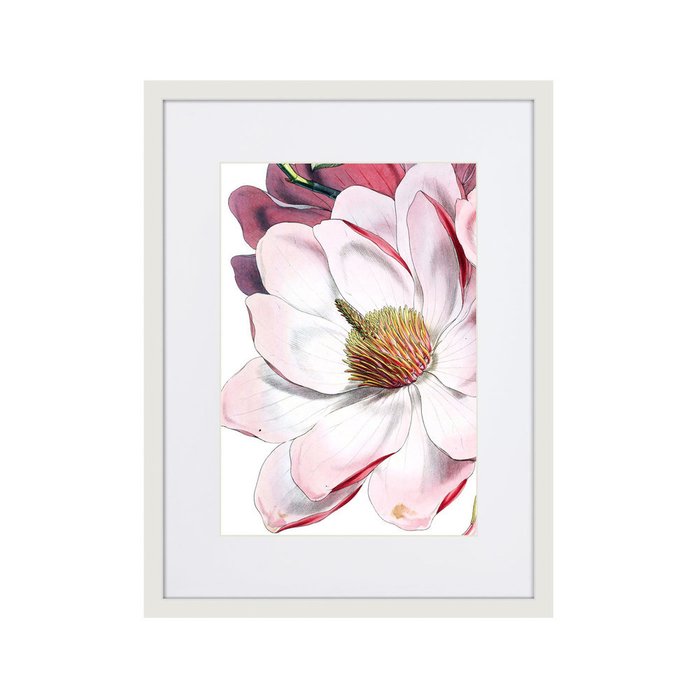 Репродукция картины Himalaya Plants Pink-Flower on white II 1869 г. - купить Картины по цене 2995.0