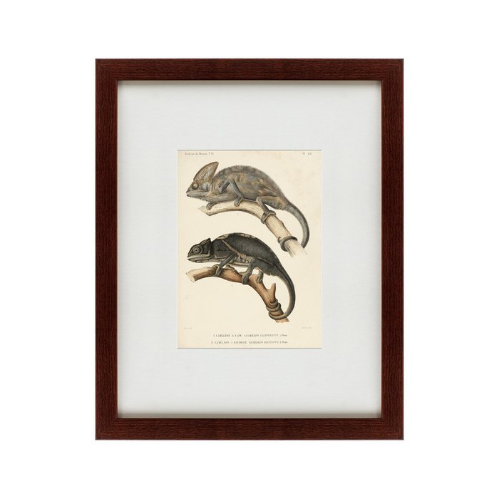 Картина Des reptiles 1705 г. - купить Картины по цене 4990.0