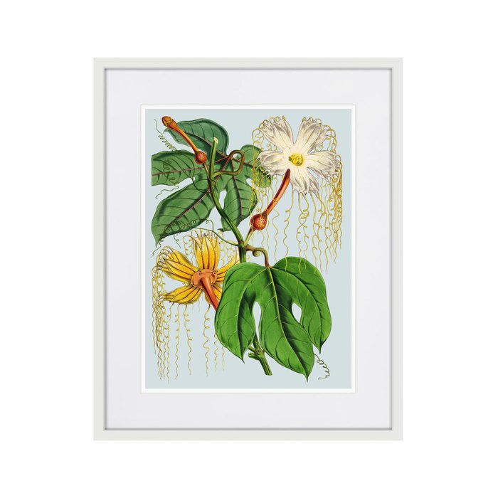 Копия старинной литографии Himalaya Plants Hodsgonia Flower White And Yellow 1869 г. - купить Картины по цене 3995.0