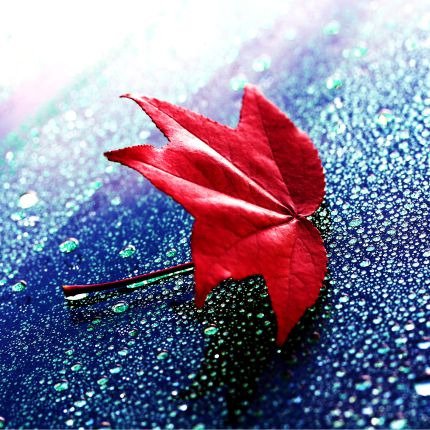 Декоративная картина "Осенний листок" - лучшие Принты в INMYROOM