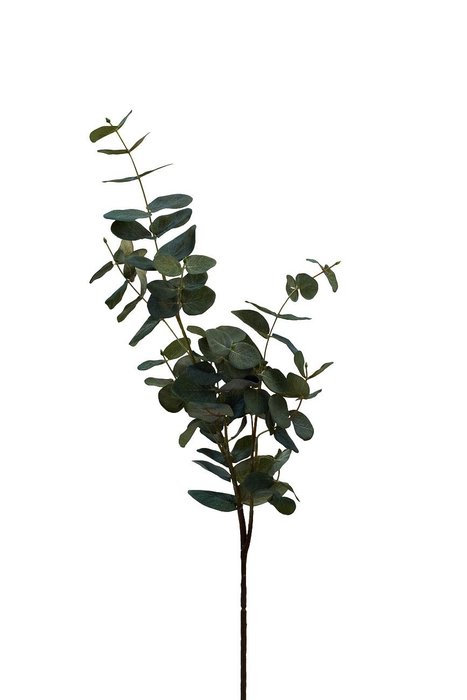 Листья эвкалипта зеленого цвета