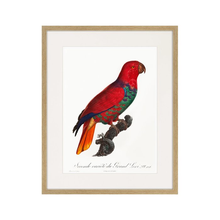 Копия старинной литографии Beautiful parrots №9 1872 г. - купить Картины по цене 3995.0
