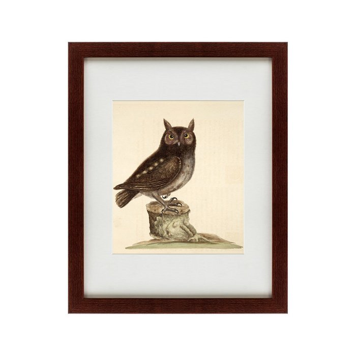Картина The Little owl 1731 г. - купить Картины по цене 4990.0