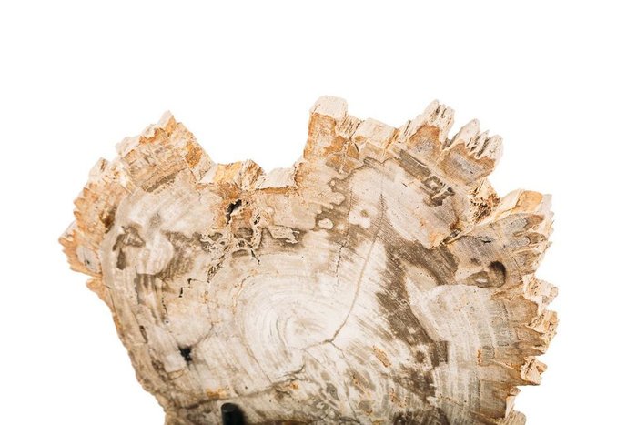 Декоративное панно из окаменелого дерева 382582 - купить Фигуры и статуэтки по цене 14420.0
