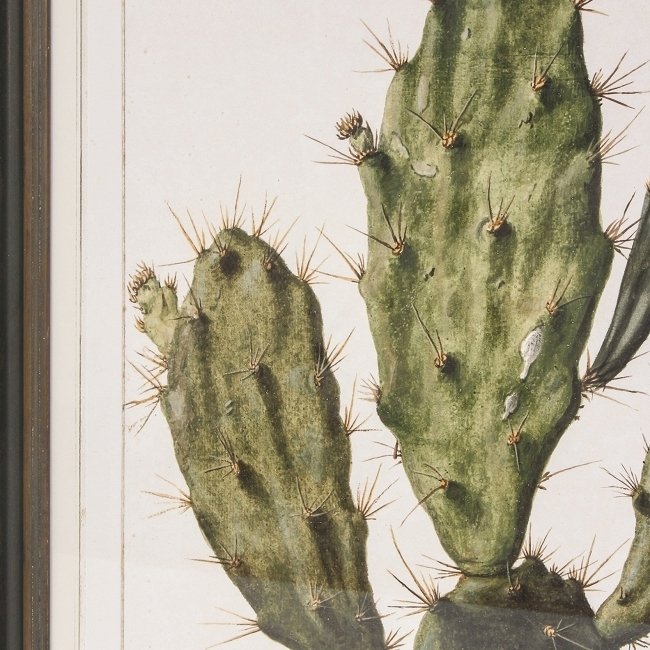 Постер Opuntia Cactus с изображением цветущего кактуса  - лучшие Картины в INMYROOM