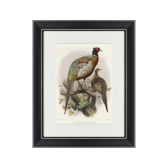 Картина Китайский кольчатый фазан литография 1835 г.  - купить Картины по цене 3495.0