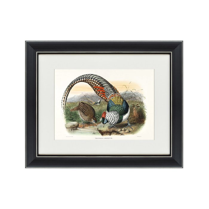 Картина Алмазный фазан литография 1843 г.  - купить Картины по цене 3495.0
