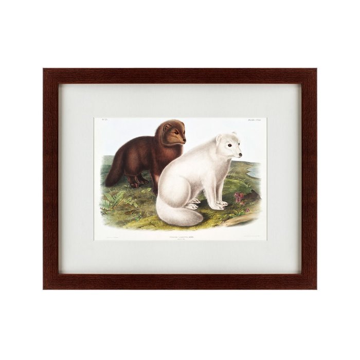 Картина Arctic Fox 1847 г.  - купить Картины по цене 4990.0
