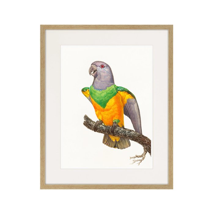 Копия старинной литографии Beautiful parrots №8 1872 г. - купить Картины по цене 3995.0