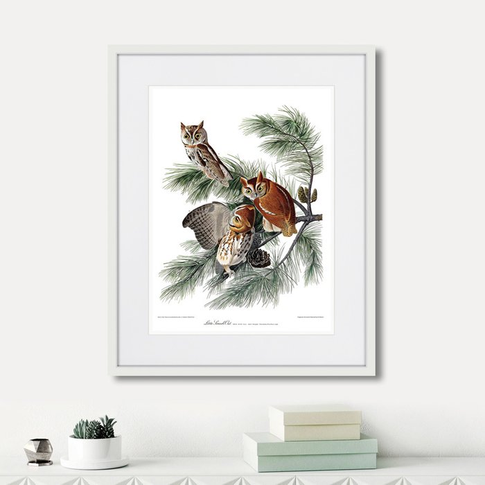 Копия старинной литографии Eastern Screech owl 1845 г. Копия старинной литографии Eastern Screech owl 1845 г.