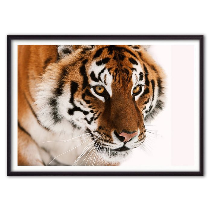 Постер в рамке Амурский тигр 21х30 см