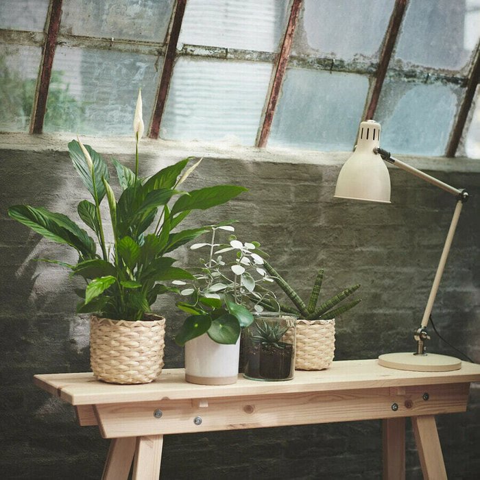Горшки-подставки для Іветов Plant, одностворчатые, 17 см - лучшие Декоративные цветы в INMYROOM
