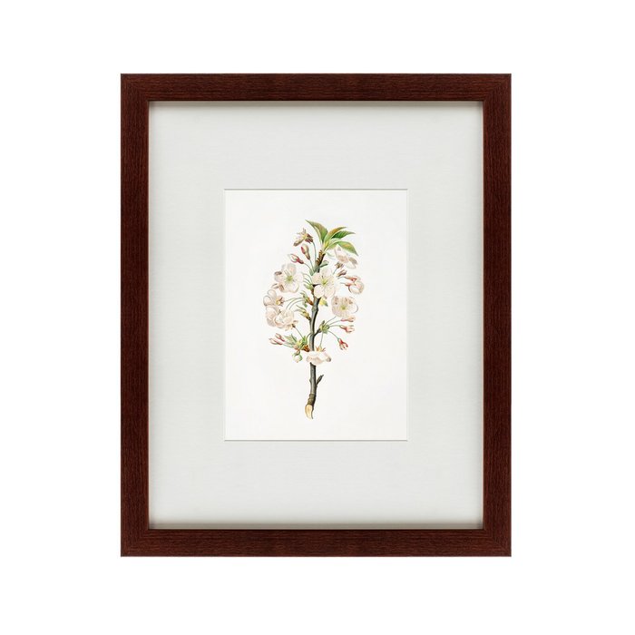 Картина Pear tree flowers Pyrus calleryana 1830 г. - купить Картины по цене 4990.0