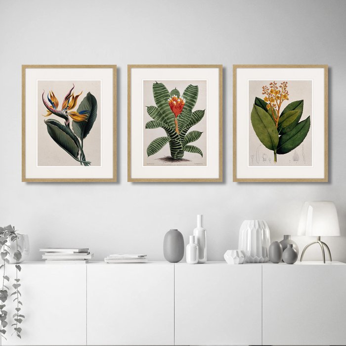 Набор из трех картин Exotic plants of the world №5 