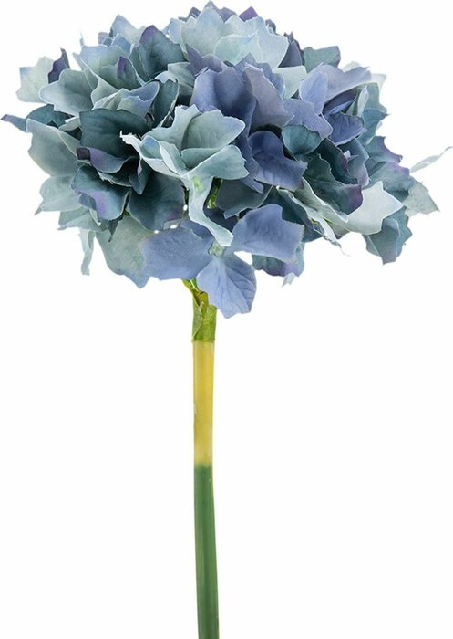 Растение декоративное Гортензия голубого цвета - купить Декоративные цветы по цене 800.0