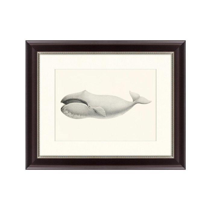 Картина Bowhead whale Balaena mysticetus 1856 г. - купить Картины по цене 3495.0