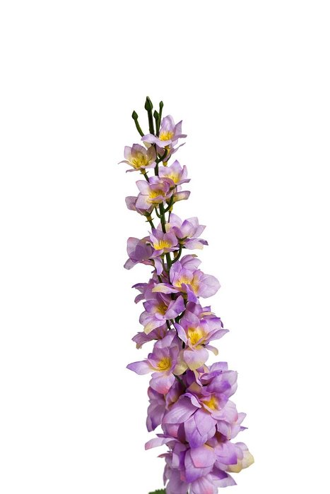 Дельфиниум сиреневого цвета - купить Декоративные цветы по цене 152.0