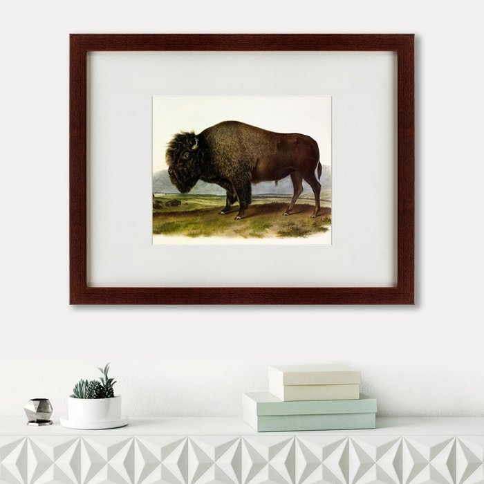 Картина American Bison 1845 г. 