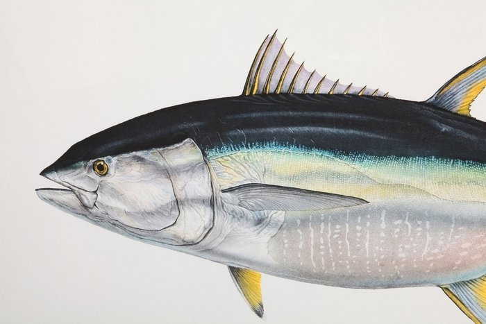 Постер Yellowfin Tuna в раме  - купить Картины по цене 13699.0