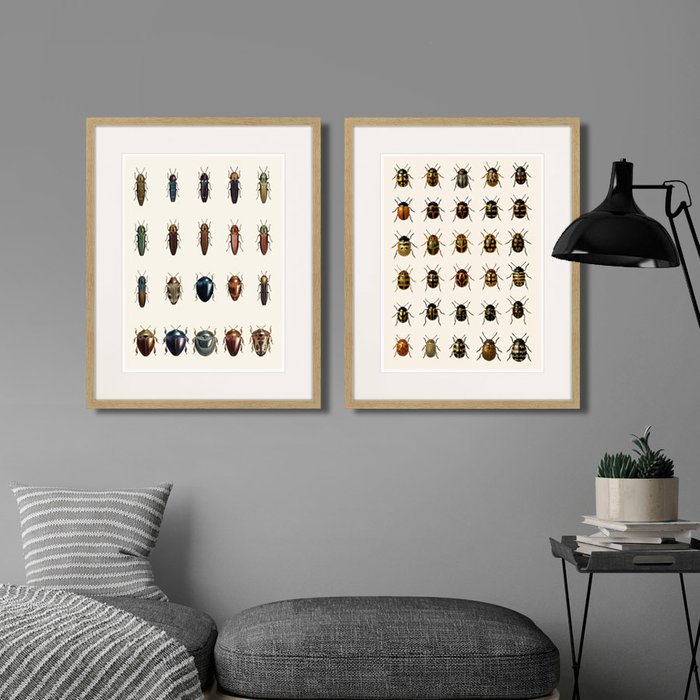 Набор из двух картин Assorted Beetles  №3 