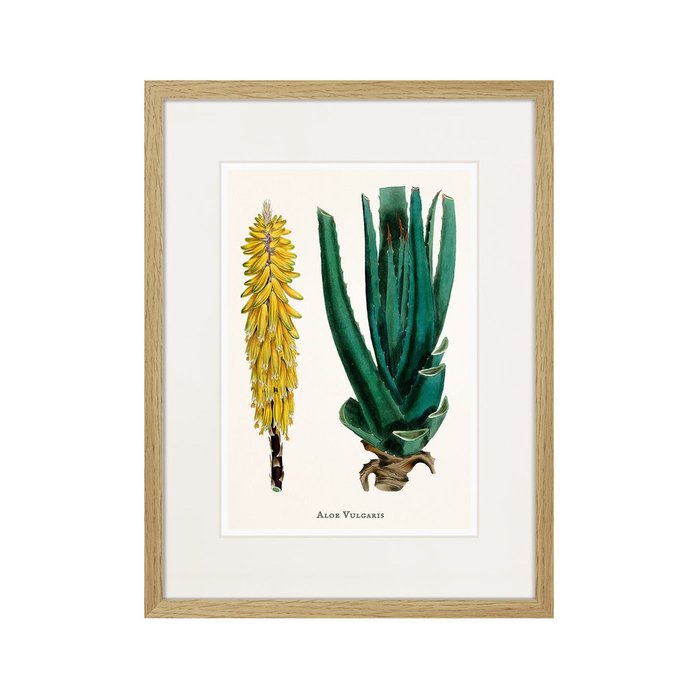 Копия старинной литографии Botany illustration №1 1836 г. - купить Картины по цене 2995.0 Копия старинной литографии Botany illustration №1 1836 г. - купить Картины по цене 2995.0