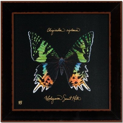 Бабочки - купить Картины по цене 7350.0