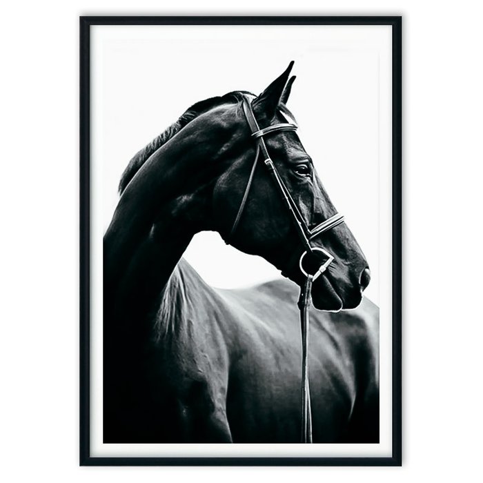 Постер в рамке Черная лошадь 2 21х30 см