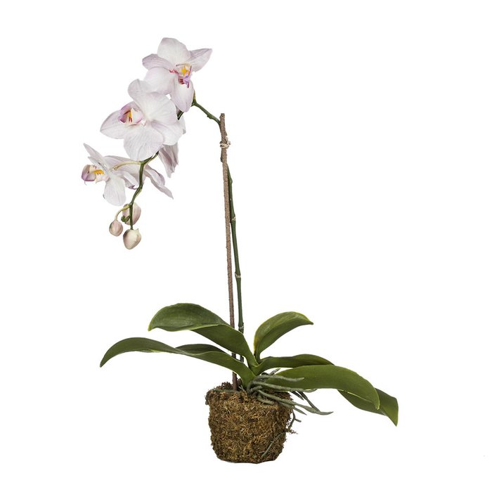 Орхидея в горшке 