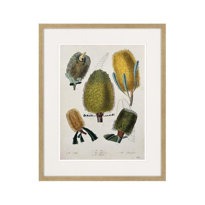 Копия старинной литографии Exotic plants of the world №1 1815 г. - купить Картины по цене 3995.0