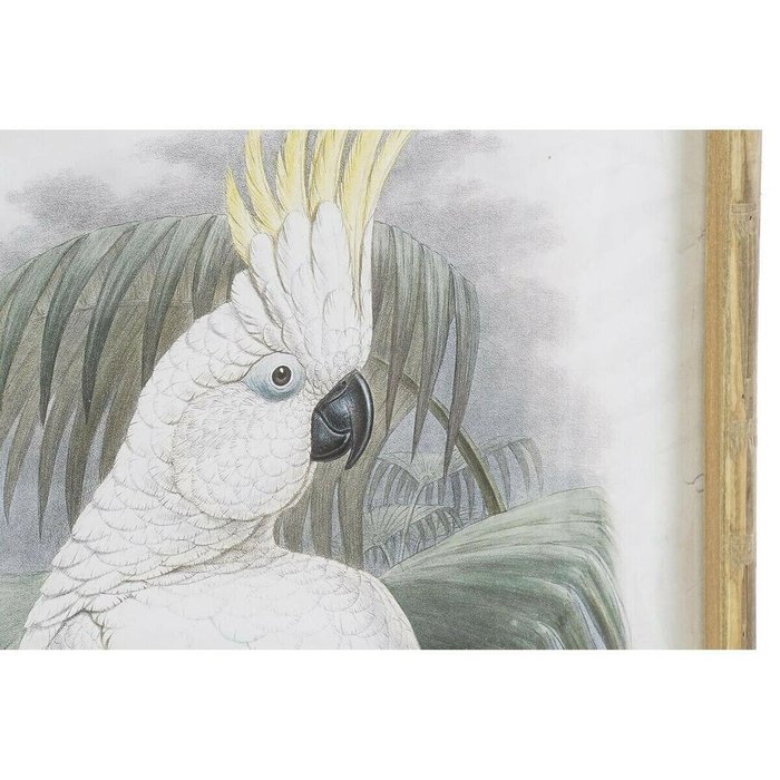 Картина 50 x 2,8 x 70 cm Колониальный Попугай (2 штук) - лучшие Картины в INMYROOM