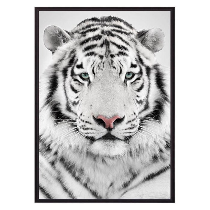 Постер в рамке Белый тигр 21х30 см