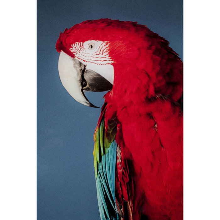 Принт Parrots 80х120 красно-синего цвета - лучшие Принты в INMYROOM