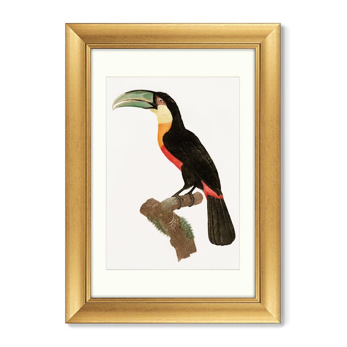 Набор из двух репродукций картин Beautiful toucans №1 1806 г. - лучшие Картины в INMYROOM