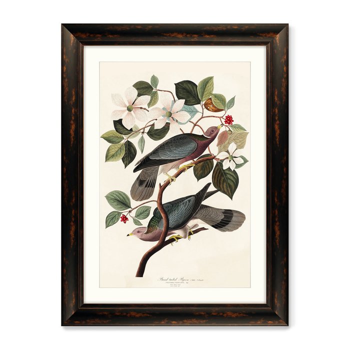 Репродукция картины Band-tailed Pigeon, 1837г. - купить Картины по цене 16299.0