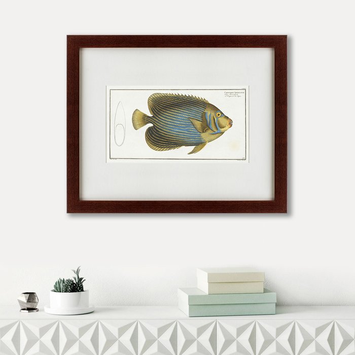 Картина Imperator Angelfish 1785 г.