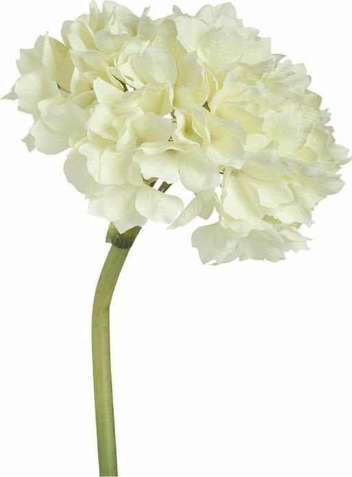 Растение декоративное Гортензия белого цвета