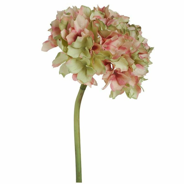 Цветок Гортензия бело-розового цвета