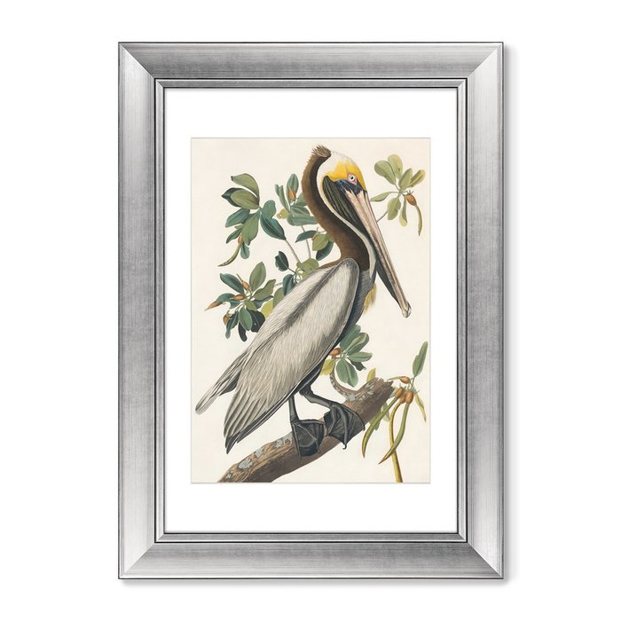 Картина Американский бурый пеликан 1830 г.  - купить Картины по цене 12499.0