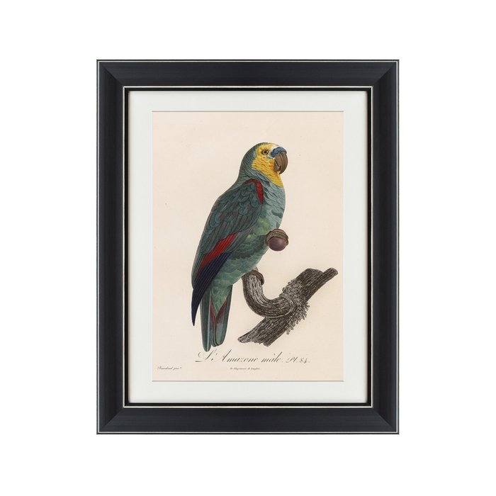 Картина Попугай литография 1801-1805 г.  - купить Картины по цене 3495.0